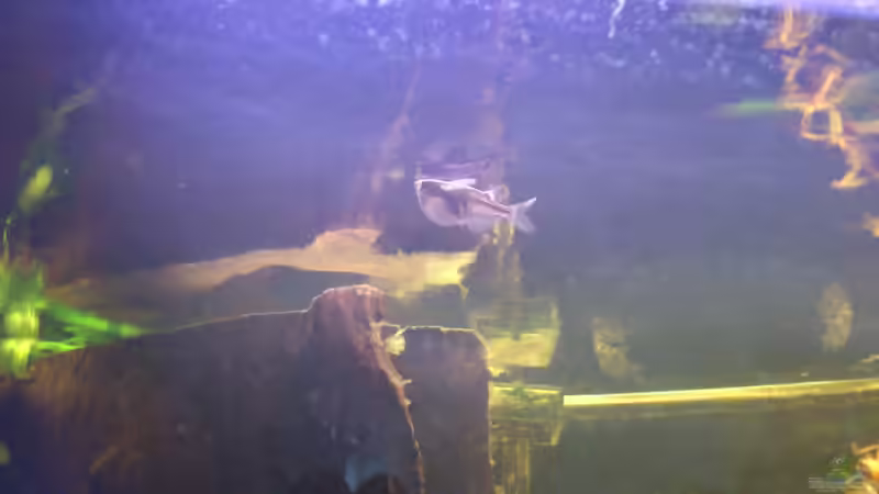 ein Beilbauch von Kai Heermann (24)