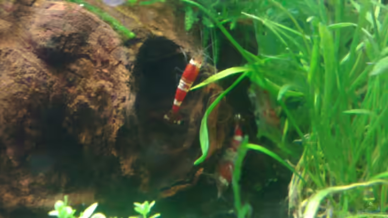 ein beliebtes Plätzchen von Chris (3)