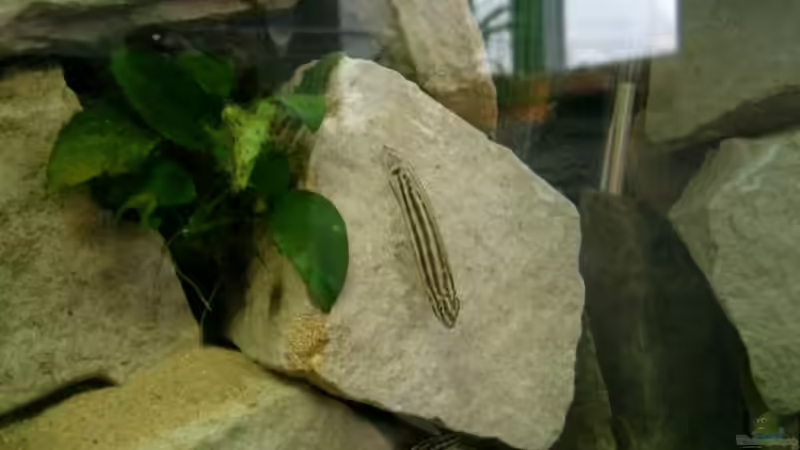 Ein Bewohner von Crenii (2)