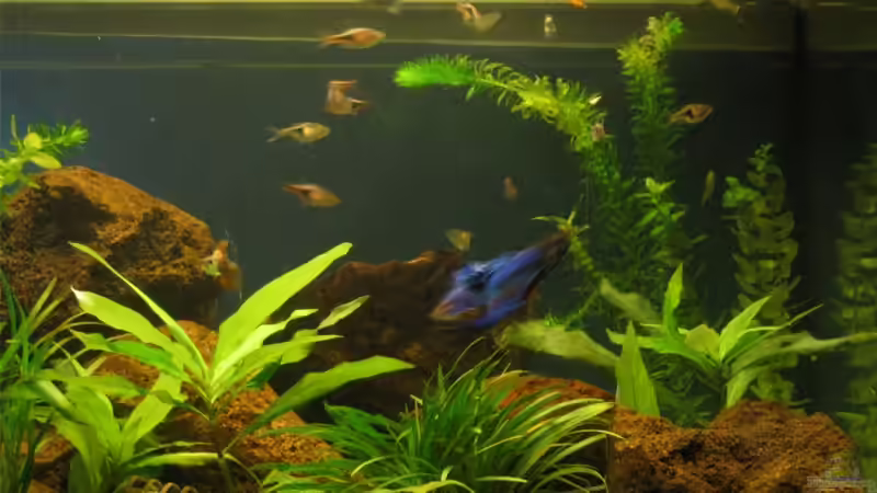 Ein Bild von eminem neu einngerichteten Aquarium mit Schnecken, aber noch ohne Fische! von Sina Blessing (1) (4)