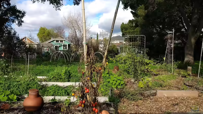 Ein Biotop im Schrebergarten
