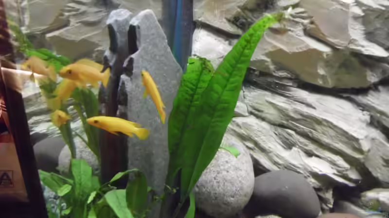 Ein bischen was grünes gefällt mir und ist auch ein gutes Versteck. von Angelheart (8)