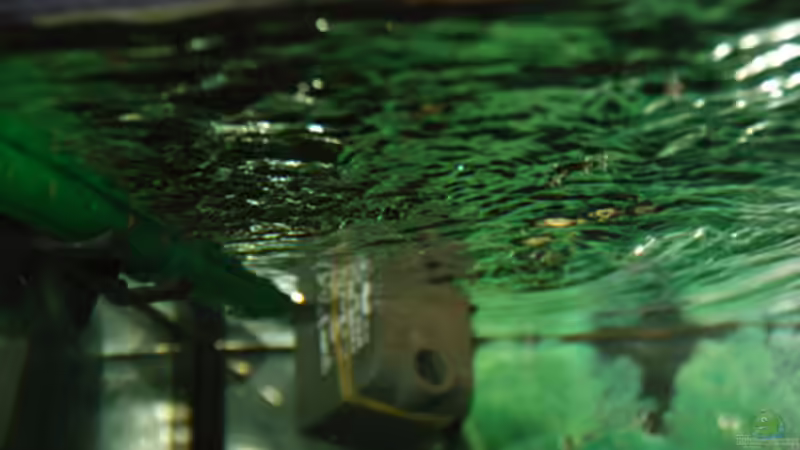 Ein bisschen Bewegung von Cichlid Power (37)