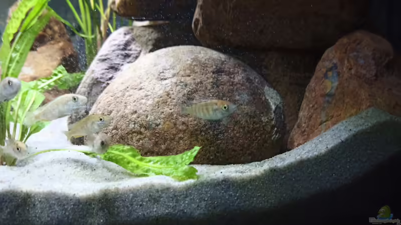 Ein bisschen Farbe ist schon zu sehen von MbunaTowers (9)