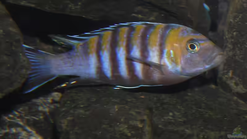 Ein bisschen Farbe kommt noch 10.1.2013 von bossie1704 (87)