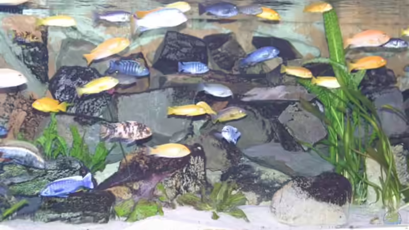 ein bisschen Getümmel von Mikey (43)