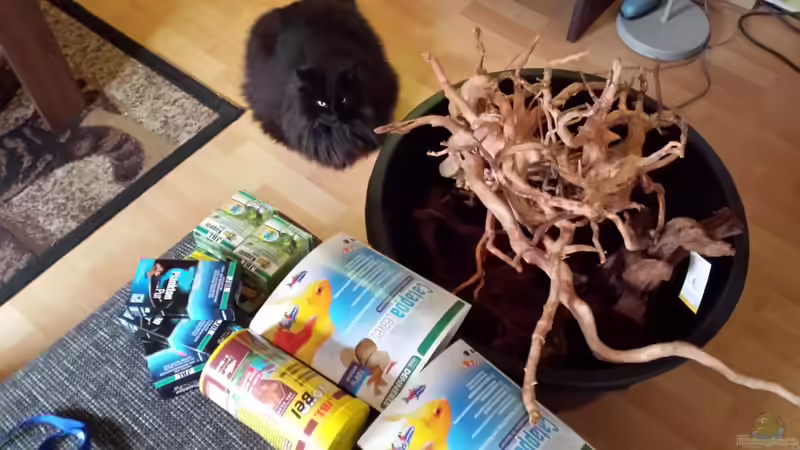 ein bisschen Holz von AustroTom (20)