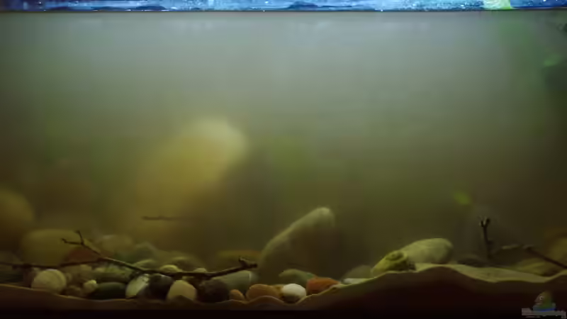 Ein ´bisschen´ Schlamm zum Animpfen von Nico NK (5)