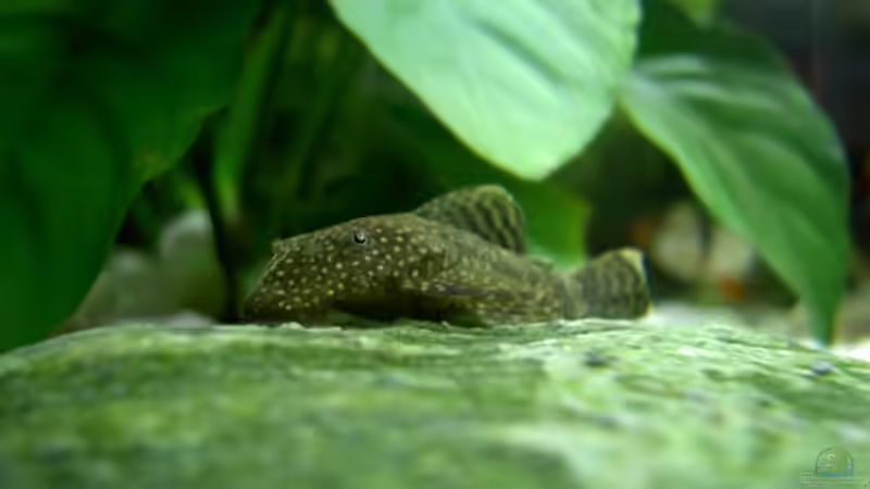 Ein blauer Antennenwels von Manuela (9)