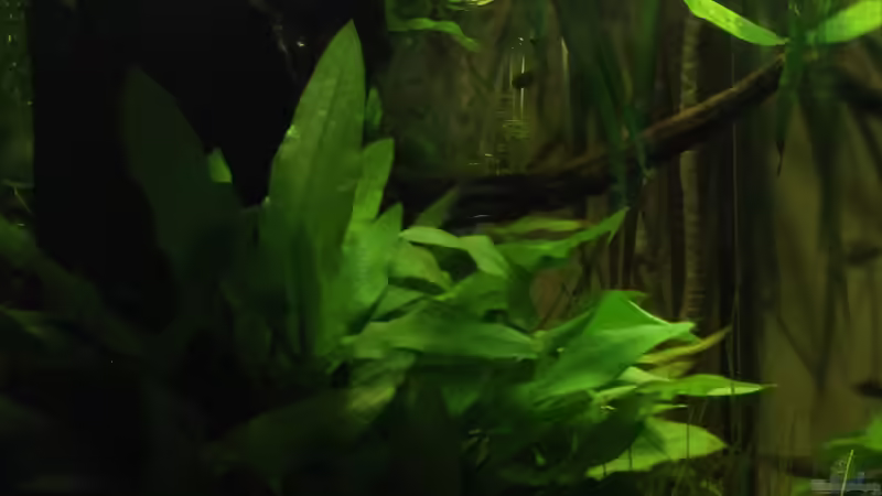 ein Blick durch die linke Seitenscheibe von die Perle... (7)