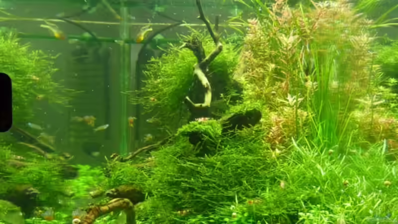 ein Blick durch die rechte Seitenscheibe von Arami Gurami (2)