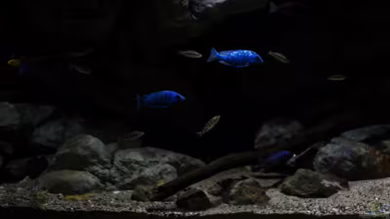 ein Blick in die ??bergangszone .. von AjakAndi (12)