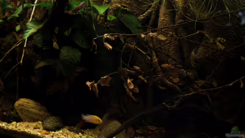 ein Blick in die Mitte von die Perle... (15)