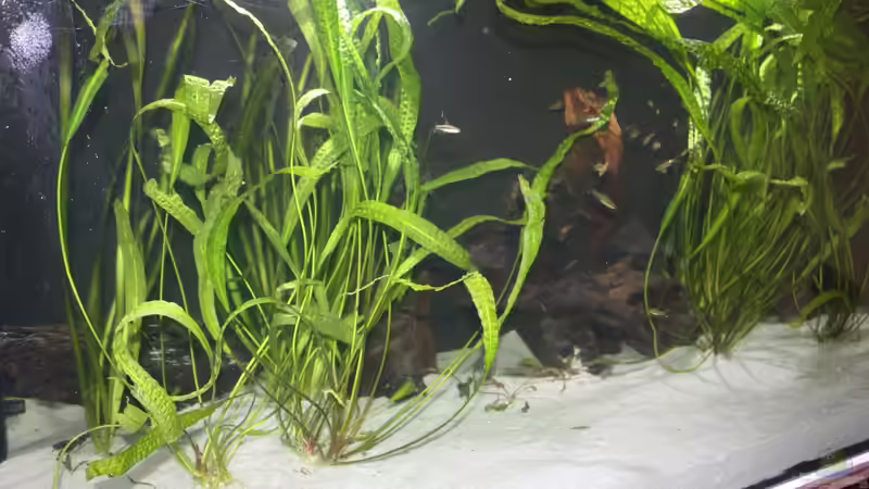 Ein Blick in die Mitte von Fishers Friend (14)