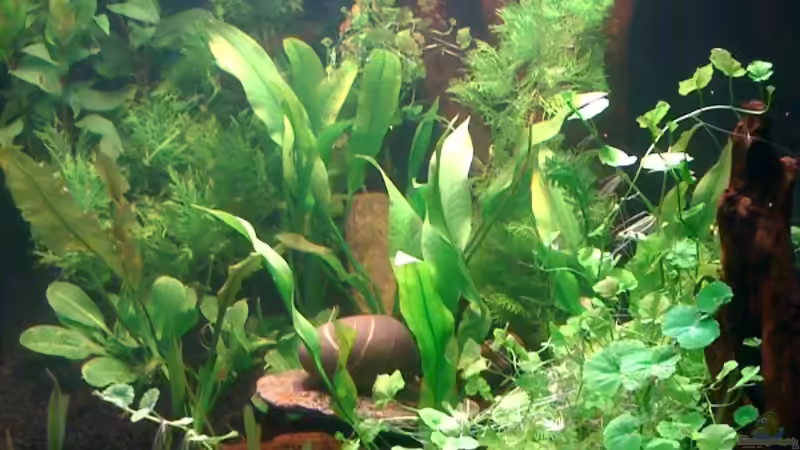 Ein Blick ins Aquarium von der rechten Seite