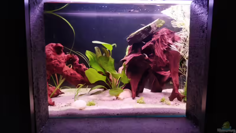 ein Blick ins Aufzuchtbecken von Woidma (47)