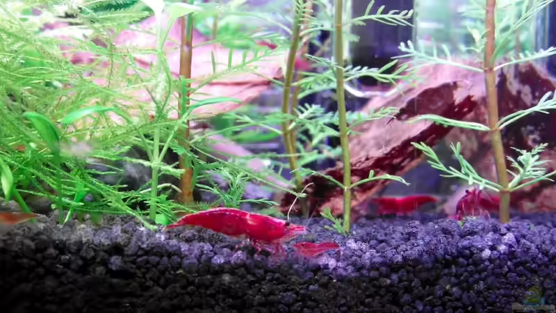 Ein Blick von der Seite, wo gerade das neue ´Myriophyllum´ seinen Platz findet. von Achim (9)