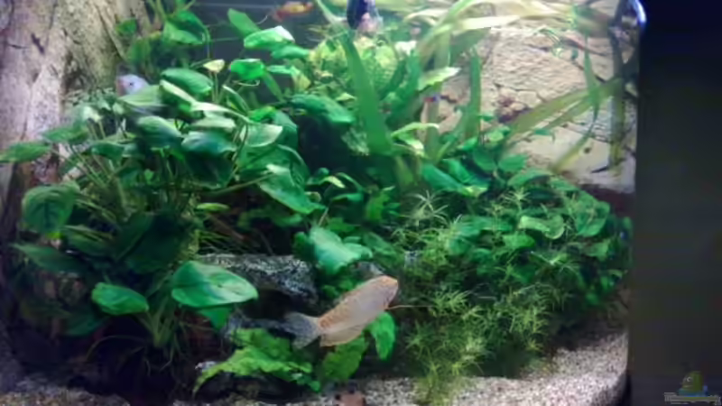 ein blick von der seite von ecki (4)