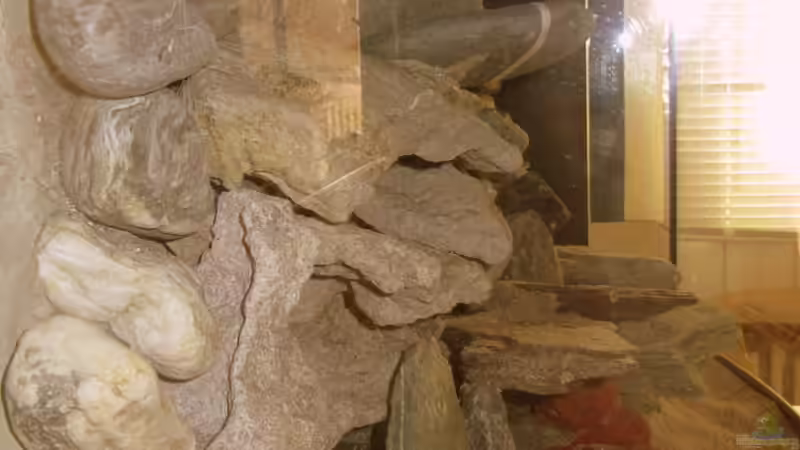 ein Blick von der Seite zeigt: Schwimmraum vorhande von Mbuna (9)