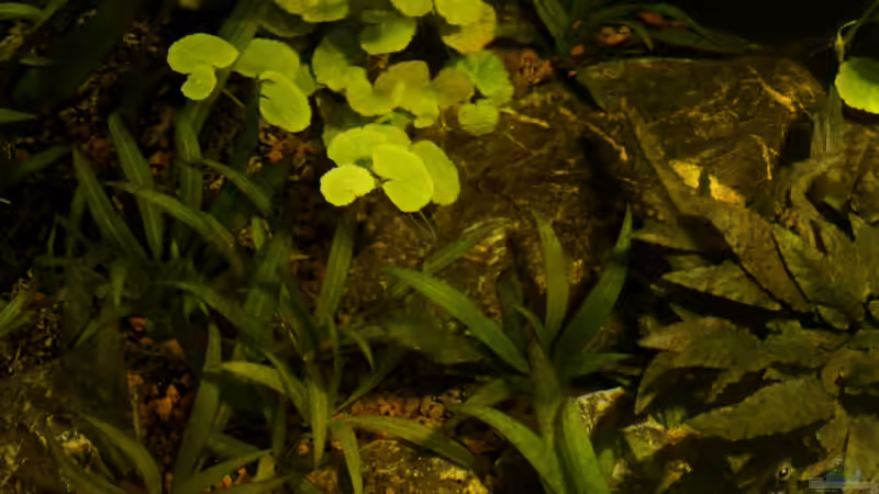 ein Blick von oben von die Perle... (25)