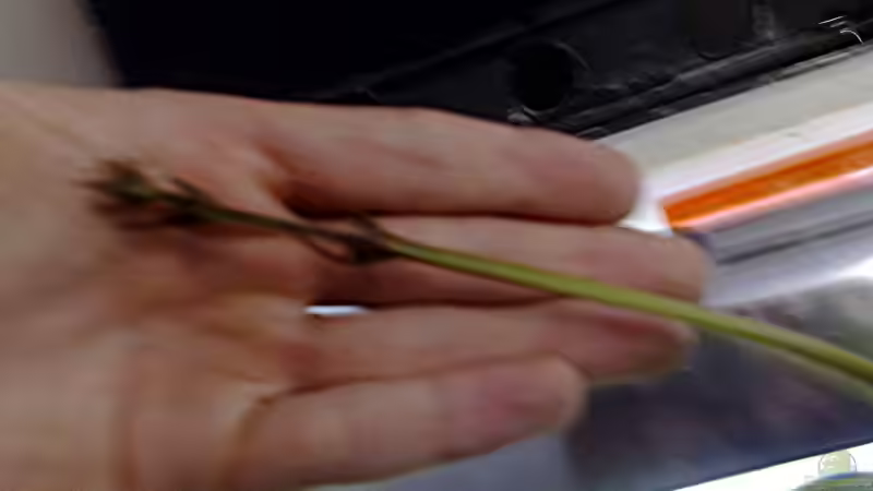 ein Blütenstängel (leider etwas unscharf) von Lorenz Graf (4)