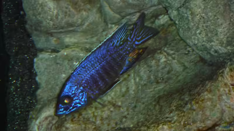 Ein Bock aus dem Aulonocara-Kindergartenbecken, Jänner 2015 von DER YBBSTALER (101)