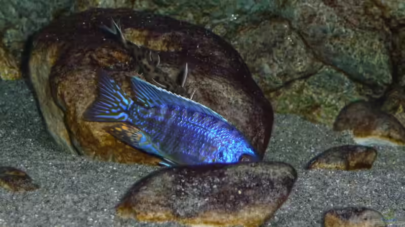 Ein Bock aus dem Aulonocara-Kindergartenbecken, Jänner 2015 von DER YBBSTALER (102)