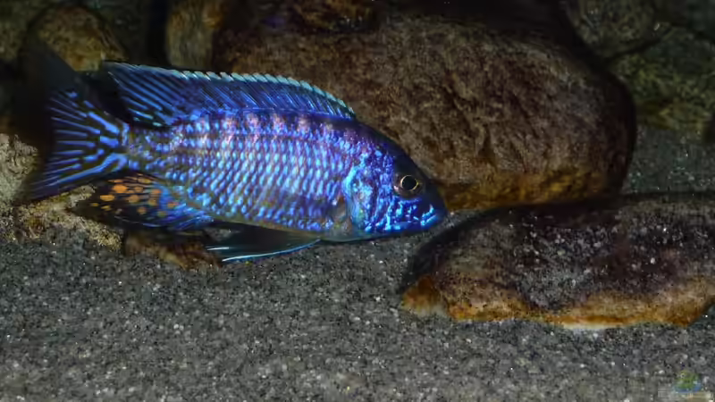 Ein Bock aus dem Aulonocara-Kindergartenbecken, Jänner 2015 von DER YBBSTALER (105)