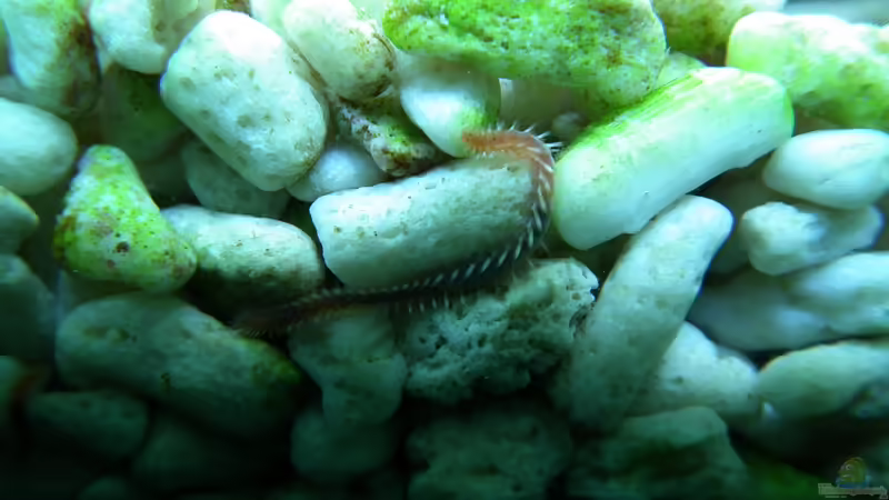 Ein Borsti von Peter Tippmar (42)