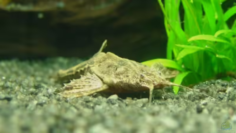 Einrichtungsbeispiele mit Bratpfannenwelsen (Bunocephalus coracoideus)