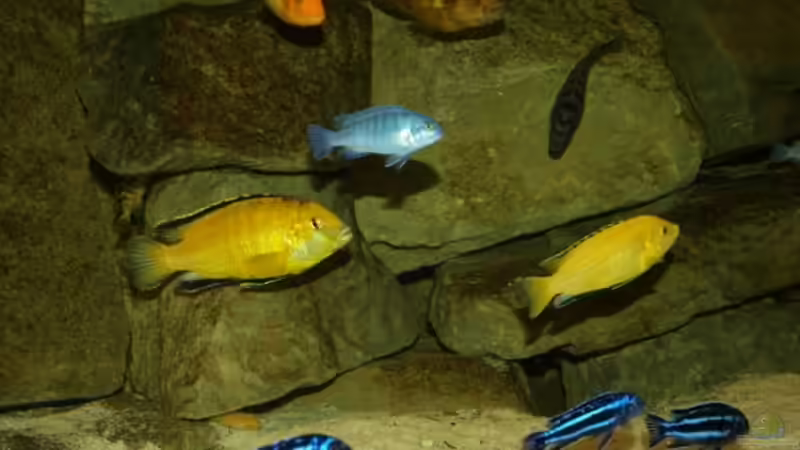 ein bunter Haufen von JOHN (33)