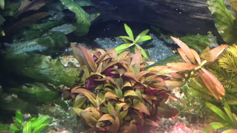 Ein Busch Alternanthera und im Hintergrund mein großer Welsunterschlupf von Diedelsen (12)