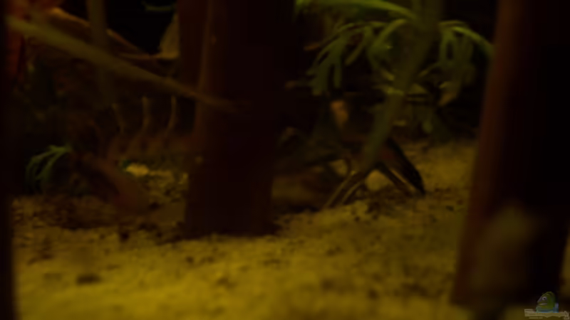 Aquarien mit Cherax-Arten (Austral-Pazifische Flusskrebse)