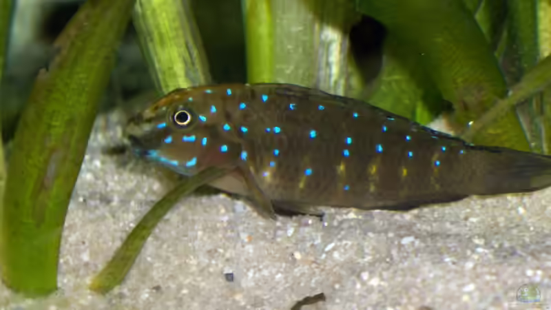 ein Clown Weibchen von Sven Ufer (8)