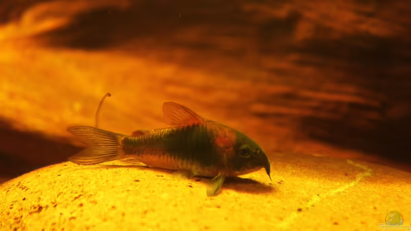 Ein Cory aus Venezuela,der Corydoras venezuela !!