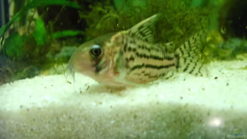 Ein Corydoras Schwartzi von Andre Meyer (3)