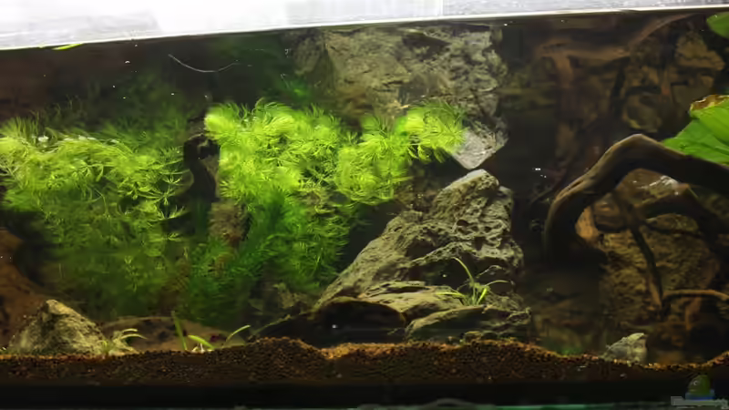 Ein Detail, ich seh das Spiegelbild so gern.... von Falk (2)