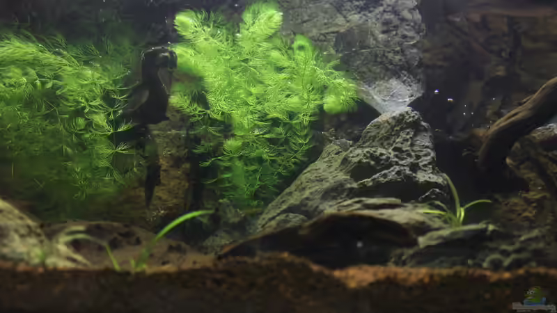 ein Detail Beckenmitte mit der Steingruppe von Falk (13)