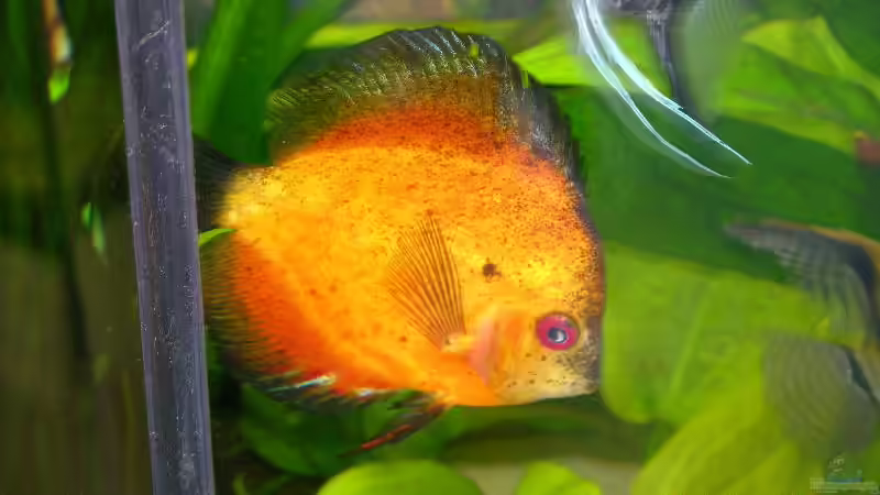 ein Diskus von Werner Buntin (12)