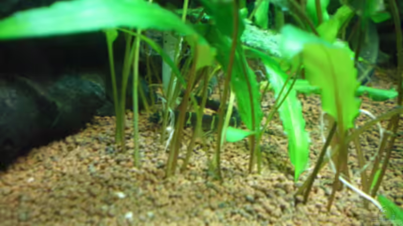 Ein Dornauge... von Thomas Ahrens (37)