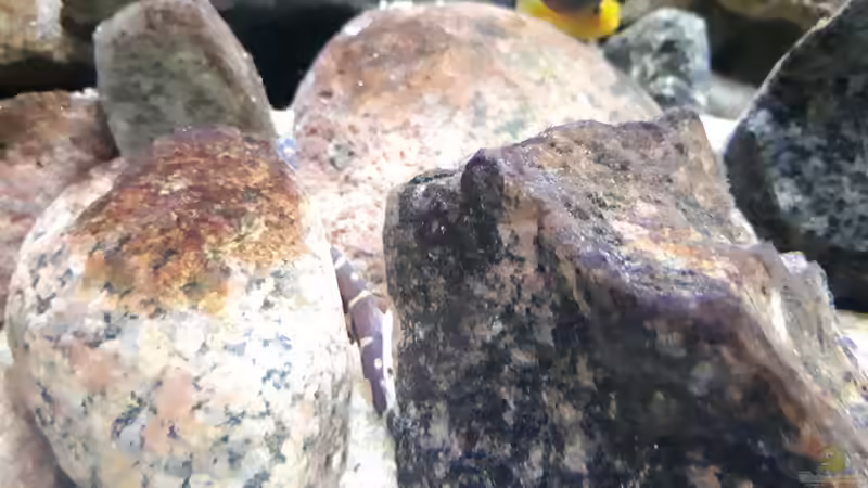 ein Dornauge auf Futtersuche von Miketsch (35)