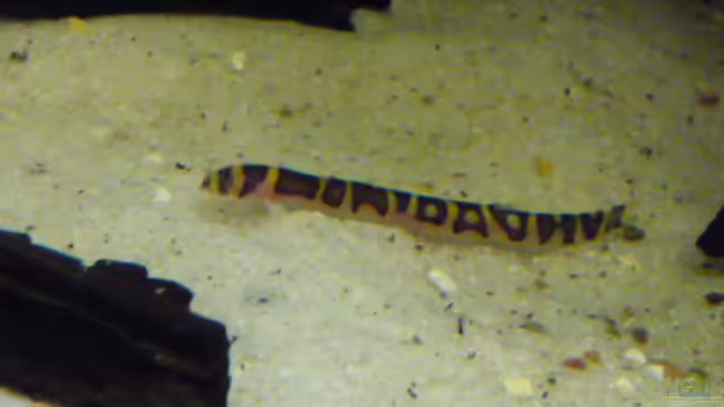 ein Dornauge von Bavaria (10)