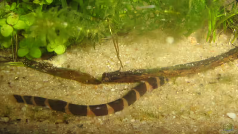 Ein Dornauge von chrisi01 (32)