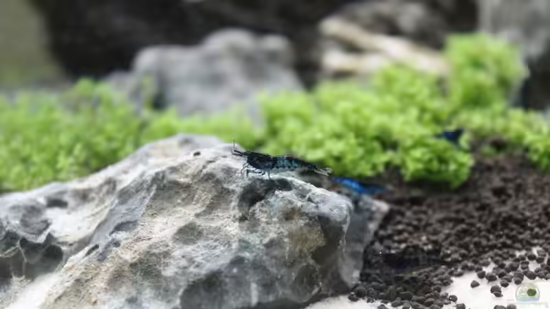 Ein dunkleres Exemplar von X-Rayminator (35)