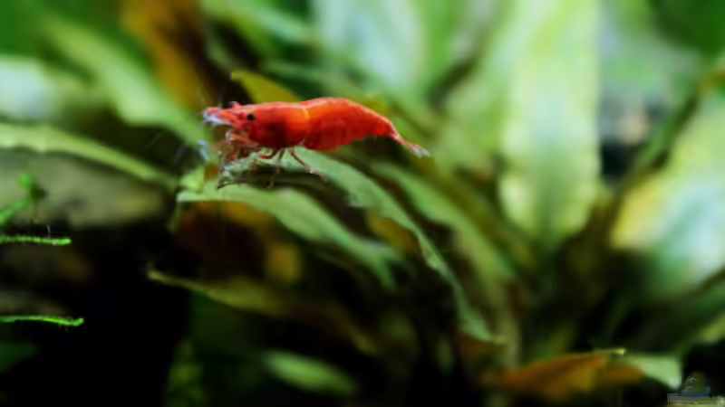 ein echt hübsche Sakura von die Perle... (45)