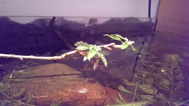 Ein Eichenast treibt wieder neu aus von Niklas125 (19)