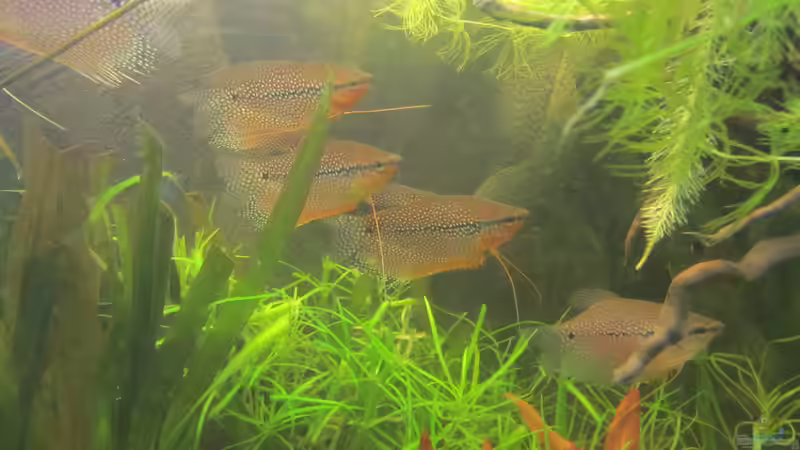 Ein einfach unglaublicher Fisch - Für mich der Schönste überhaupt! von Mofafi-Liebhaber (51)