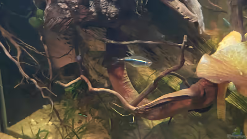 Ein einsamer Veteran aus dem vorherigen Becken von Gregorsimsel (25)