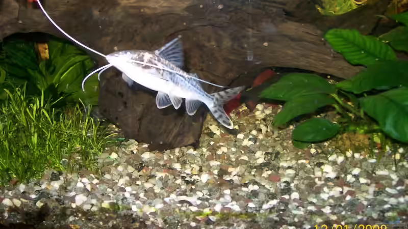 ein Engel von Christian Wirth (14)