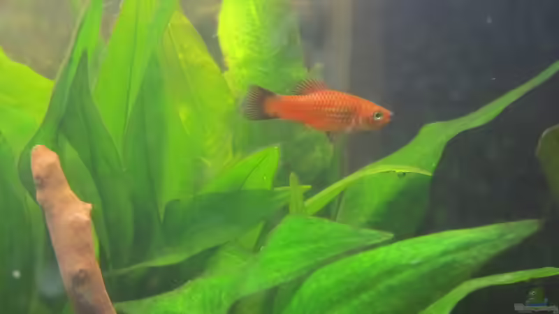 Ein Erinnerungsfoto - Die Platy sind ausgezogen! Bye Bye von Mofafi-Liebhaber (68)